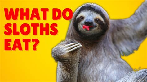 what fruits do sloths eat